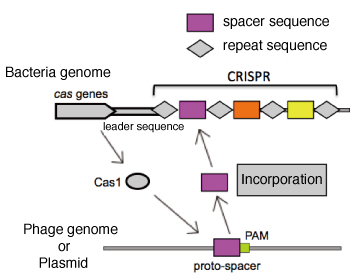 acquisition of spacer fig