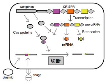 elimination of extrachromosomal genome fig