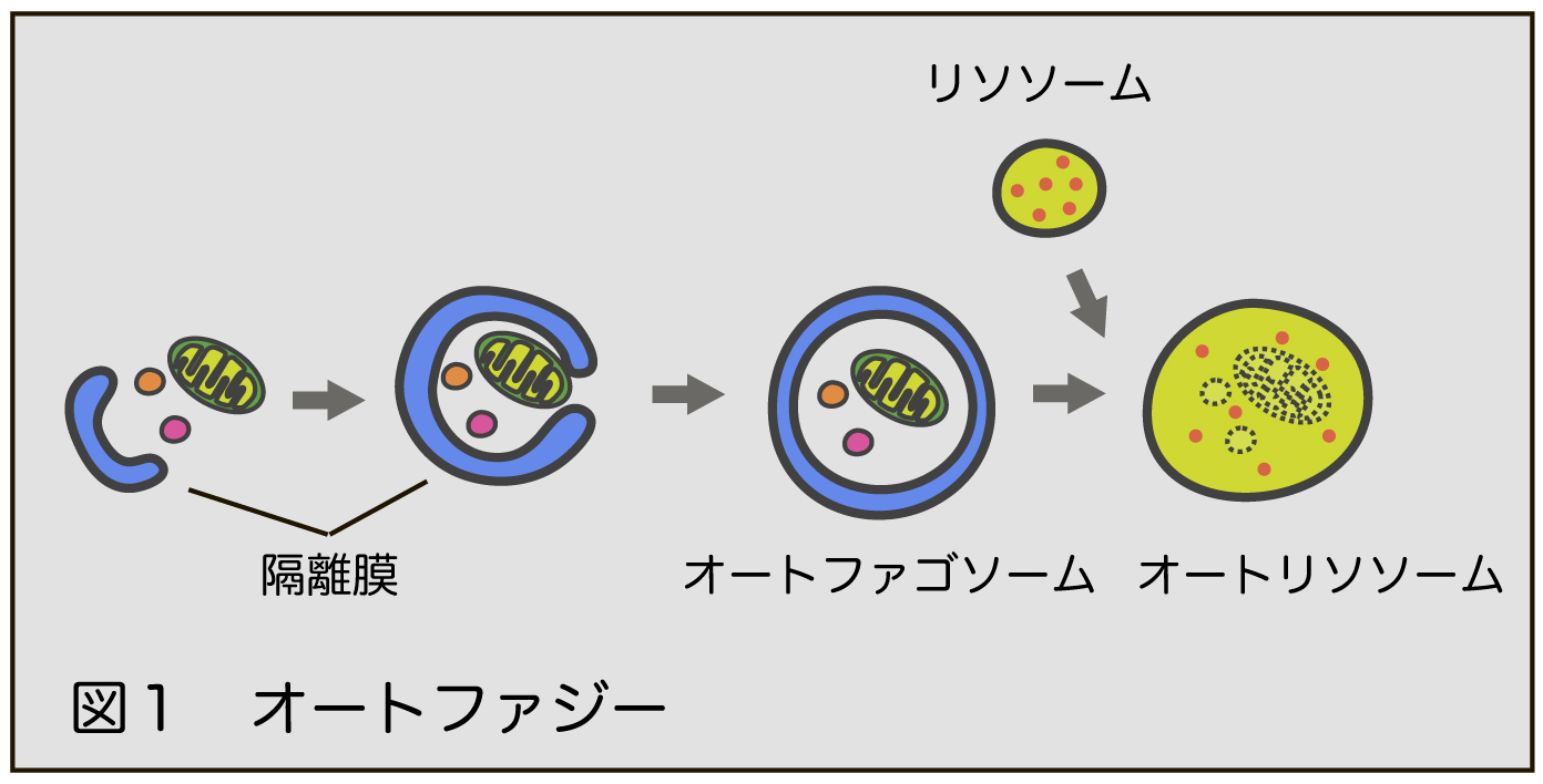 オートファジー嘘