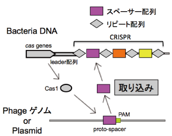 CRISPR̎dg݂̐}