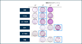 間葉系幹細胞の増殖