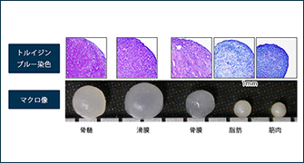 間葉系幹細胞の軟骨分化
