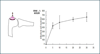 滑膜幹細胞による低侵襲軟骨再生医療の開発