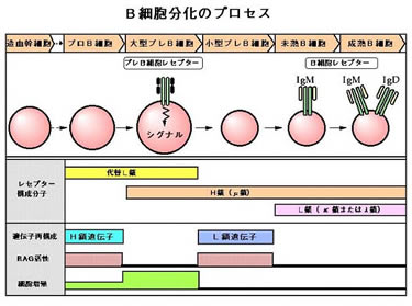 研究内容 Bcell