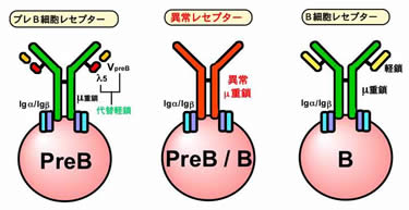 研究内容 Bcell