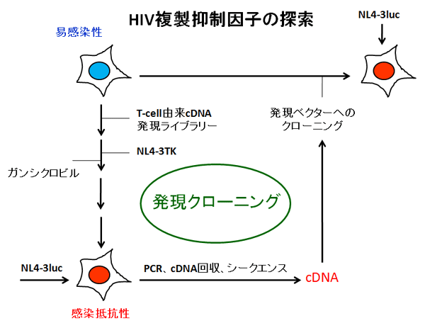 cDNAライブラリー導入や変異導入による細胞遺伝学的手法による感染しにくく変化した変異細胞の解析