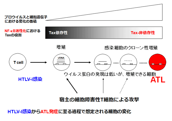 図2　ウイルスが感染しにくい細胞の例