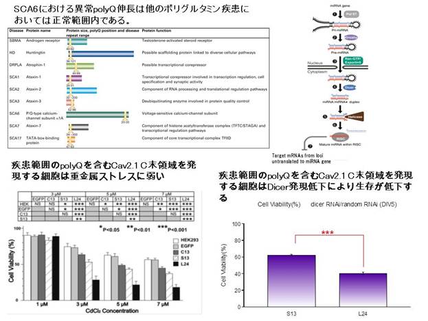 : : D:\new Yakurihomepage\kennkyuu.files\1polyQ.JPG