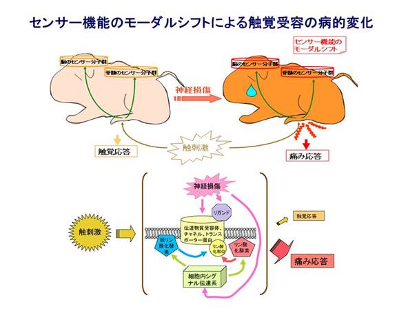 : : D:\new Yakurihomepage\kennkyuu.files\1modalshift.JPG