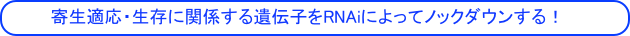 寄生適応・生存に関係する遺伝子をRNAiによってノックダウンする！