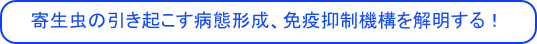 　寄生虫の引き起こす病態形成、免疫抑制機構を解明する！