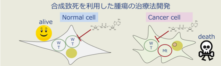 合成致死を利用した腫瘍の治療法開発