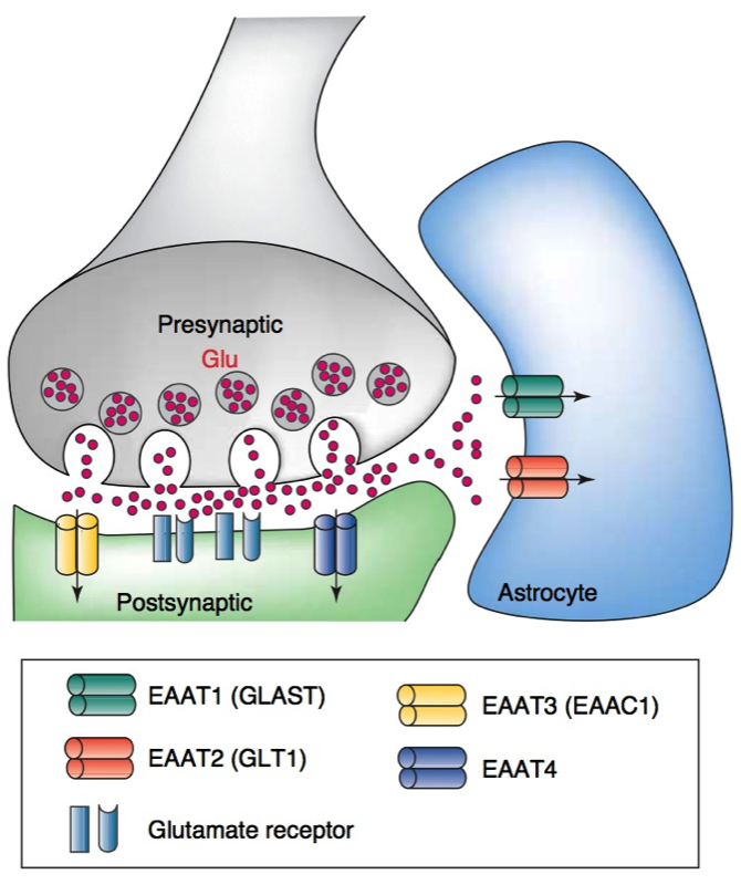 Glutamate transporters: the regulatory proteins for excitatory/excitotoxic  glutamate in brain