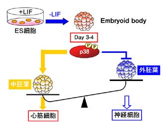 fig4s