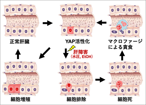 YAP�ˤ���¡���礭����Ĵ����ʼ�����