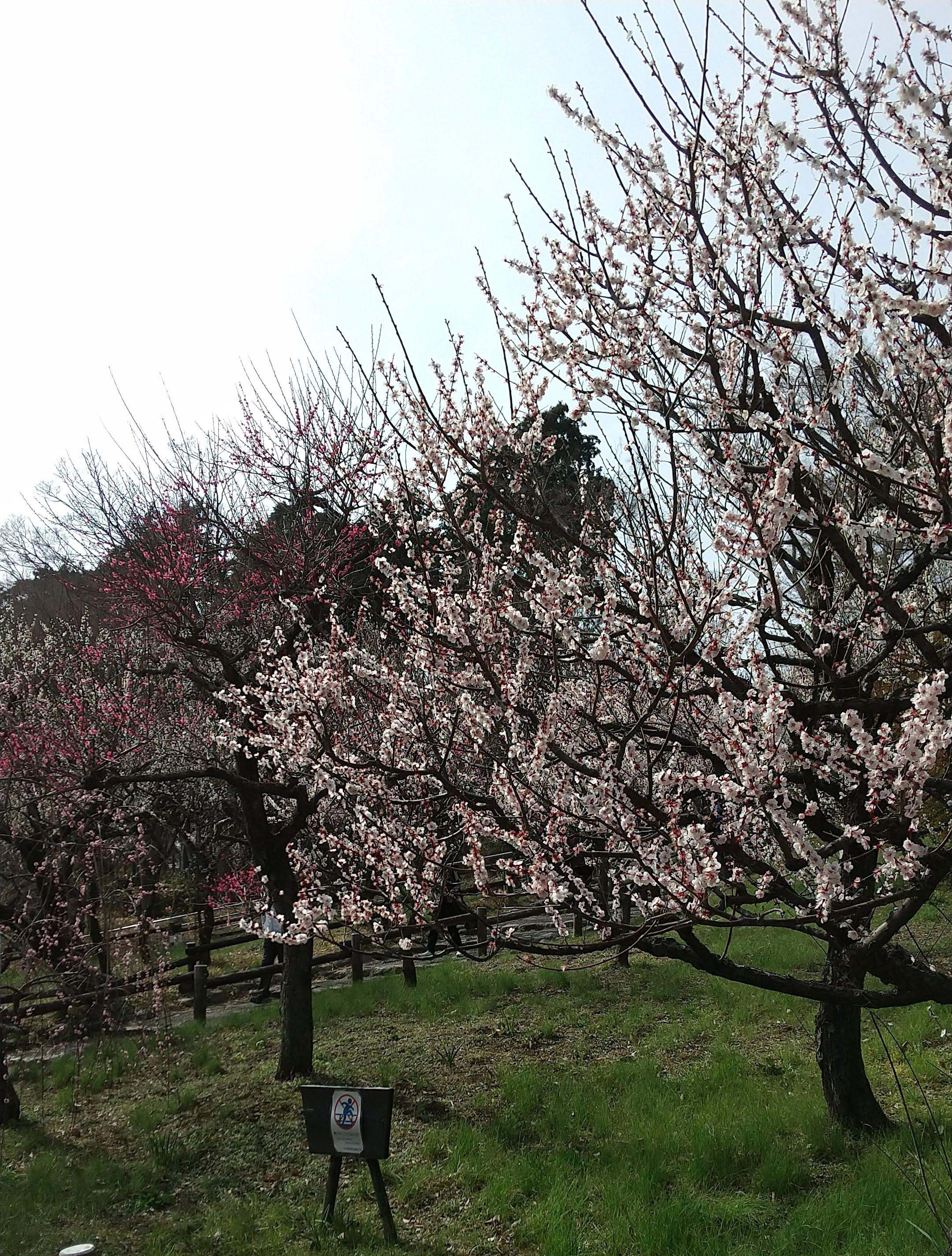 蜂巣　頌　Sho Hachisu