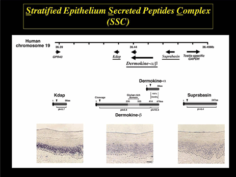 Fig. | MTT Fellow 2006 term | Tokyo Medical and Dental University