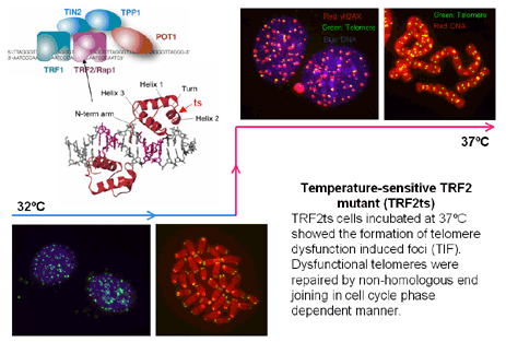 Fig. | MTT Fellow 2006 term | Tokyo Medical and Dental University