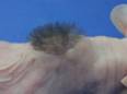 nude mouse_chamber s