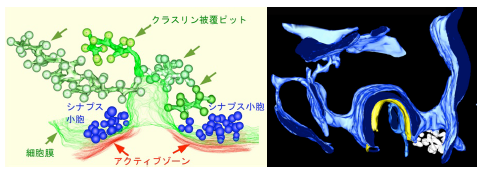 図１. 細胞内小器官の３次元的解析. 左,神経シナプス小胞エンドサイトーシス中間体の解明. 右,オートファゴソーム膜起源の解明.