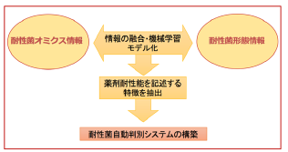 図2. 画像情報を用いた機械学習による多剤耐性菌自動判別法の開発.